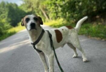 Ciapek odłowiony 19.07.2025 Strawczyn