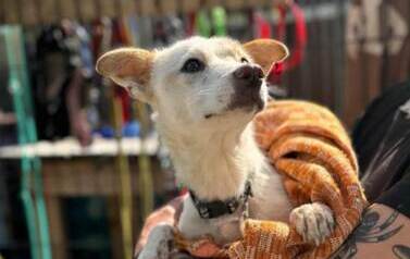 Chmurka odłowiona 30.07.2025 Promnik