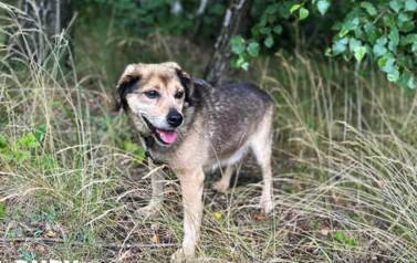 Bury odłowiony 18.07.2025 Korczyn