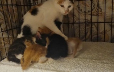 Kotka z 5 małymi odłowiona 16.09.2025 Ruda Strawczyńska