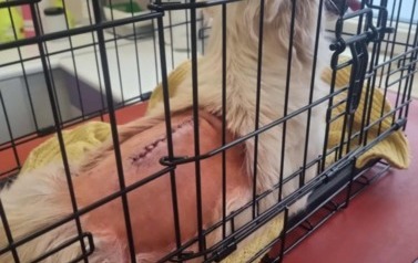 Gucio odłowiony 27.09.2025 Korczyn