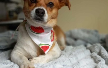 Frutka odłowiona 12.09.2025 Korczyn