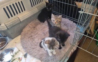 Kotka z 4 Kociętami odłowiona 07.09.2025 Strawczynek2