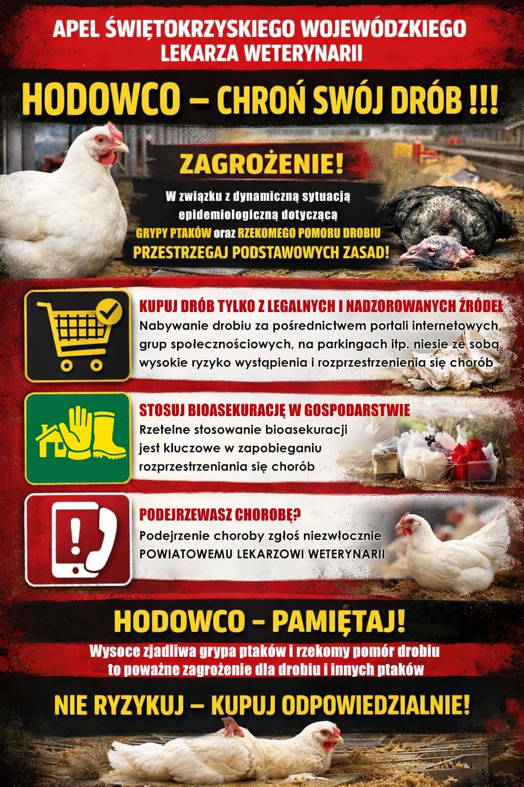 W związku z&nbsp;występującą dynamiczną sytuacją epidemiologiczną dotyczącą grypy ptak&oacute;w oraz&nbsp;rzekomego pomoru drobiu, Świętokrzyski Wojew&oacute;dzki Lekarz Weterynarii zwraca się z&nbsp;apelem do hodowc&oacute;w drobiu