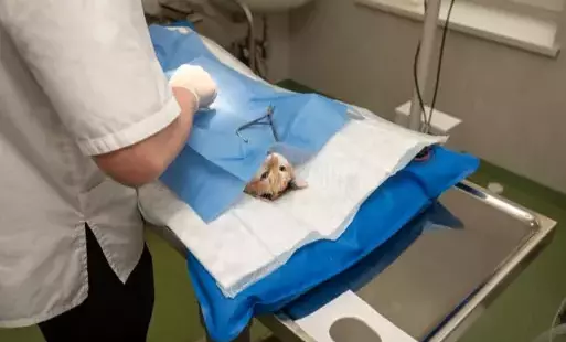 Zdjęcie do Bezpłatna sterylizacja i kastracja bezpańskich zwierząt