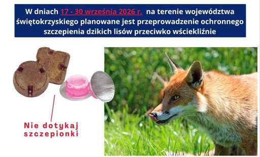 Komunikat Świętokrzyskiego Wojewódzkiego Lekarza Weterynarii o szczepieniu lisów przeciwko wściekliźnie.